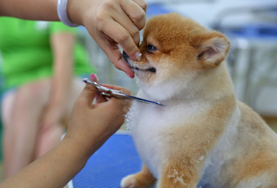 北京雪思嘉寵物美容師培訓學校：寵物美容時容易出現(xiàn)哪些危險？