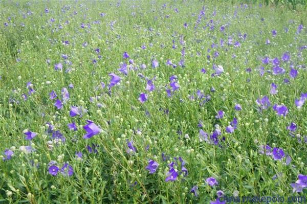 山東醫(yī)藥技師學(xué)院中學(xué)藥經(jīng)營(yíng)專業(yè)怎么樣？