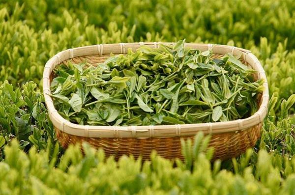 想做評(píng)茶師？那你應(yīng)該來石家莊聞達(dá)職業(yè)技能培訓(xùn)學(xué)校學(xué)學(xué)了