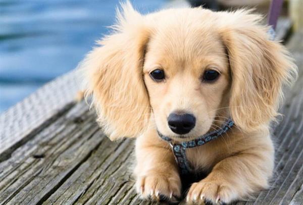 喜歡寵物？想做獸醫(yī)？就選邢臺現(xiàn)代職業(yè)學校！